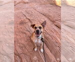 Small Retriever  Mix