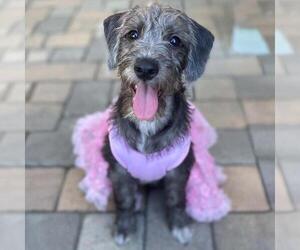 Colonial Cocker Spaniel-Unknown Mix Dogs for adoption in San Diego, CA, USA