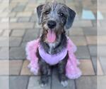 Surf Pup - Swell - Female Colonial Cocker Spaniel-Unknown Mix Dog for Adoption - Small photo