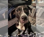 Small #21 American Pit Bull Terrier-Labrador Retriever Mix