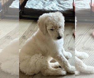 Poodle (Standard) Puppy for sale in CANTON, GA, USA
