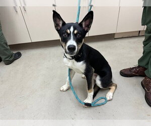 Alaskan Malamute-Unknown Mix Dogs for adoption in McKinleyville, CA, USA