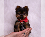 Puppy Teacup Roku Yorkshire Terrier