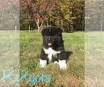 Small Photo #3 Akita Puppy For Sale in CANFIELD, OH, USA