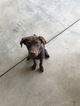 Small Photo #1 Huskimo-Labrador Retriever Mix Puppy For Sale in MIDLAND, TX, USA