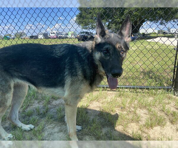 Medium Photo #1 German Shepherd Dog Puppy For Sale in Ocala, FL, USA
