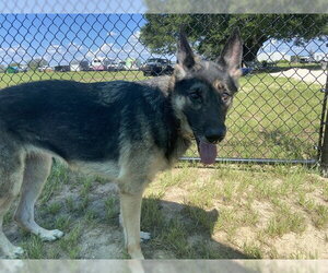 German Shepherd Dog Dogs for adoption in Ocala, FL, USA