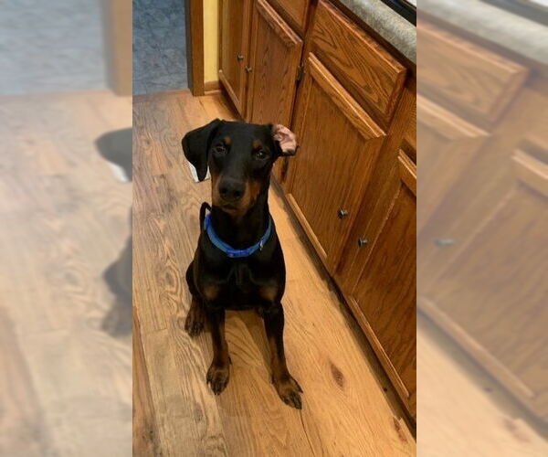 Medium Photo #4 Doberman Pinscher Puppy For Sale in Buffalo, MN, USA