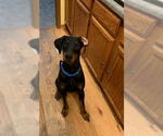 Small #3 Doberman Pinscher
