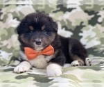 Small Photo #11 Australian Shepherd Puppy For Sale in LAKELAND, FL, USA