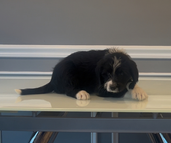 Medium Photo #86 Bernedoodle-Labradoodle Mix Puppy For Sale in MILFORD, NJ, USA