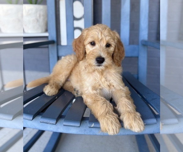 Medium Photo #4 Goldendoodle Puppy For Sale in FRANKLIN, IN, USA