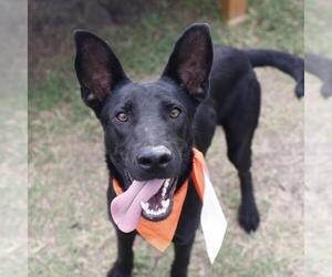 German Shepherd Dog-Unknown Mix Dogs for adoption in San Antonio, TX, USA