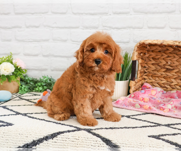 Medium Photo #1 Cavapoo (Miniature) Puppy For Sale in SYRACUSE, IN, USA