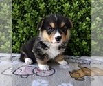 Small #8 Pembroke Welsh Corgi