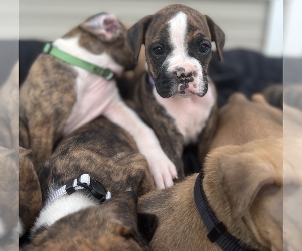 Medium Photo #3 Boxer Puppy For Sale in LUCERNE VALLEY, CA, USA