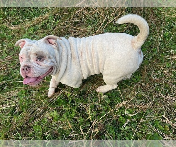 Medium Photo #1 American Bully Puppy For Sale in PORTLAND, OR, USA