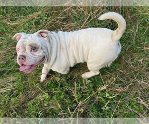 Father of the American Bully puppies born on 05/01/2025