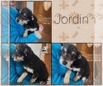 Image preview for Ad Listing. Nickname: Jordin