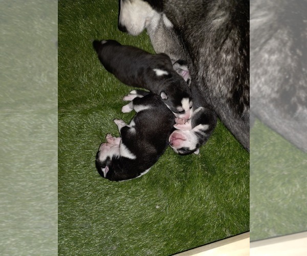 Medium Photo #27 Siberian Husky Puppy For Sale in ALTON, IL, USA
