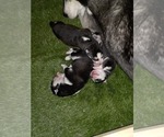 Small #25 Siberian Husky