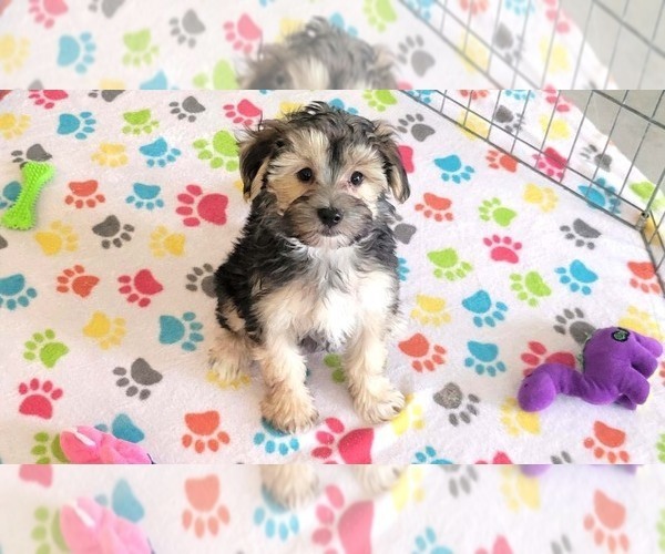 Medium Photo #2 Morkie Puppy For Sale in ORO VALLEY, AZ, USA