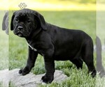 Small #1 Cane Corso