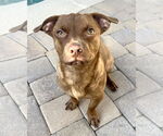 Small #6 Chihuahua Mix
