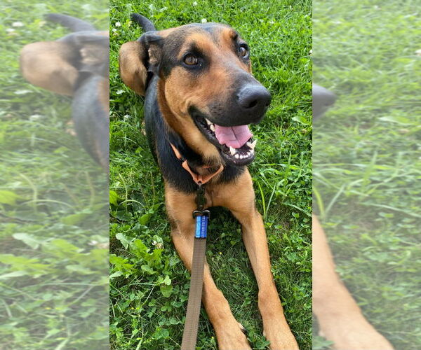 Medium Photo #2 Doberman Pinscher-German Shepherd Dog Mix Puppy For Sale in Minneapolis, MN, USA