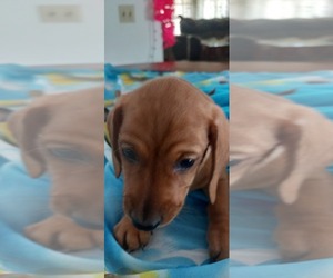 Dachshund Puppy for sale in DES MOINES, IA, USA