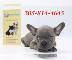 French Bulldog Puppy for sale in SARATOGA, CA, USA