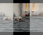 Puppy Puppy 4 French Bulldog