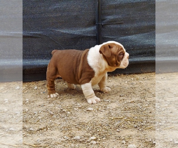 Medium Photo #2 Bulldog Puppy For Sale in LAS VEGAS, NV, USA
