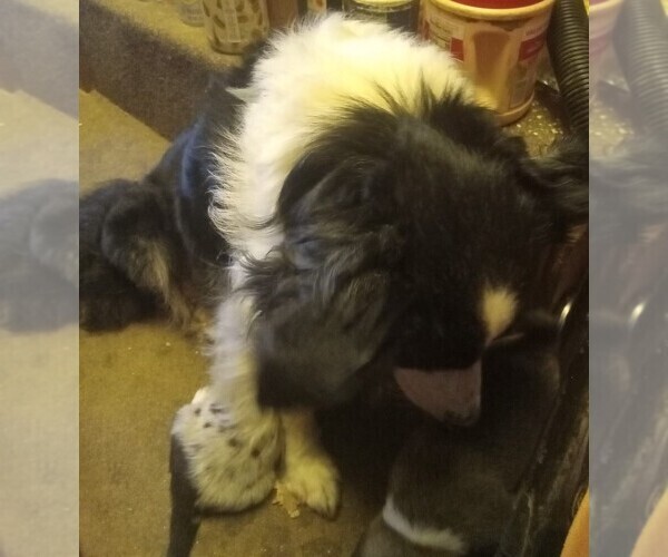 Medium Photo #1 Border Collie Puppy For Sale in LUCEDALE, MS, USA