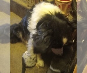 Mother of the Border Collie puppies born on 07/13/2026