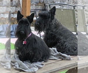 Father of the Scottish Terrier puppies born on 08/28/2022