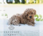 Small #3 Bichpoo