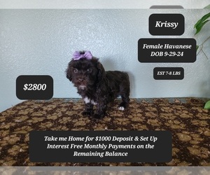 Havanese Puppy for sale in TUCSON, AZ, USA