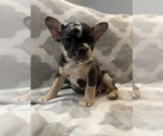 Small #16 French Bulldog