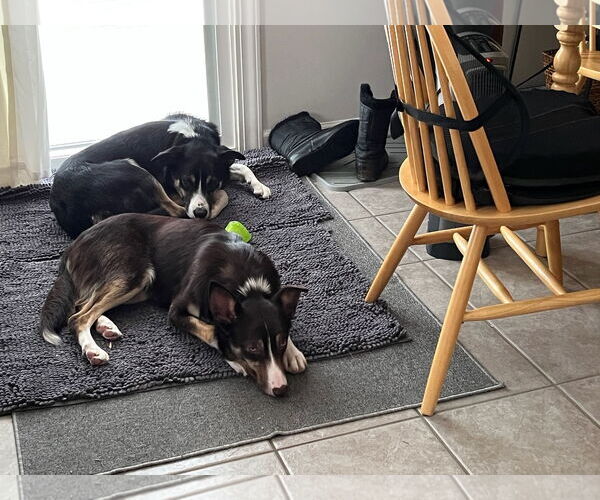 Medium Photo #13 Border Collie Puppy For Sale in Highland, IL, USA