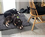 Small #12 Border Collie