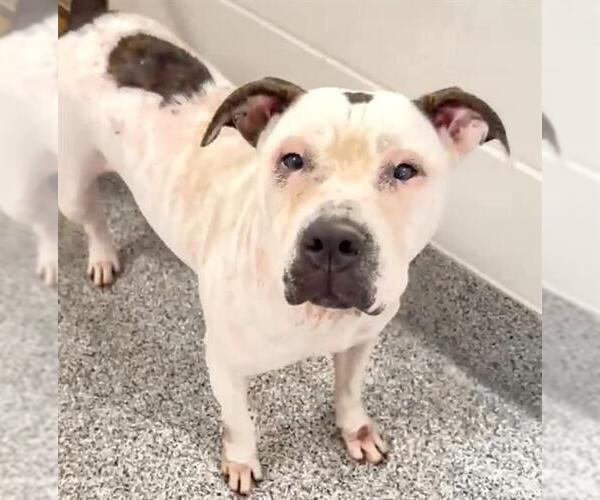 Medium Photo #2 American Pit Bull Terrier Puppy For Sale in Houston, TX, USA