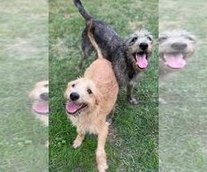 Andy and Benji - Male Mutt Dog for Adoption - Photo #8