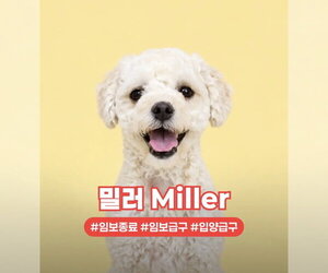 Poodle (Miniature) Dogs for adoption in Agoura Hills, CA, USA