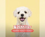 Small Poodle (Miniature)