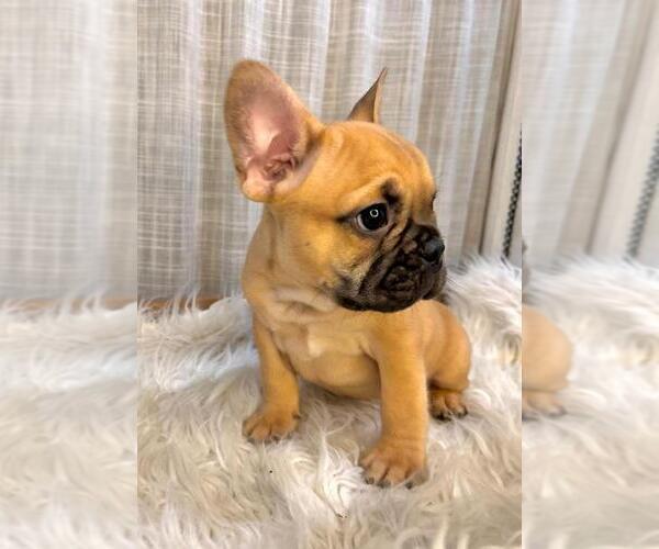 Medium Photo #1 French Bulldog Puppy For Sale in DANBURY, CT, USA