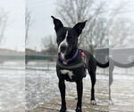 Small #4 Labrador Retriever Mix
