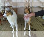 Small Photo #2 Collie Puppy For Sale in BYRAM, MS, USA