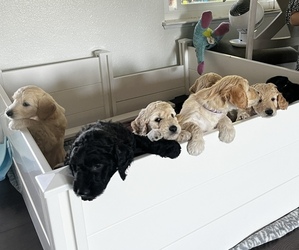 Goldendoodle Puppy for sale in ROHNERT PARK, CA, USA