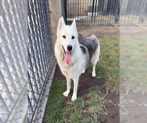 Medium Photo #2 Siberian Husky-Unknown Mix Puppy For Sale in Riverside, CA, USA